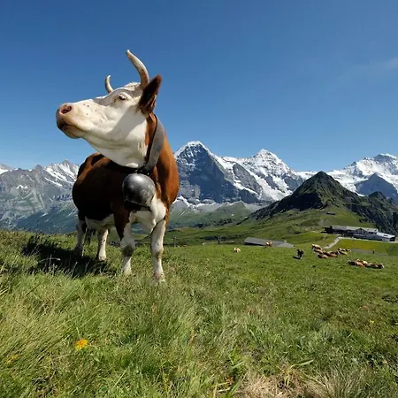 Mittellegi Jungfrau